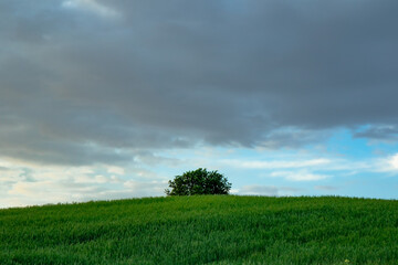 green field and sky