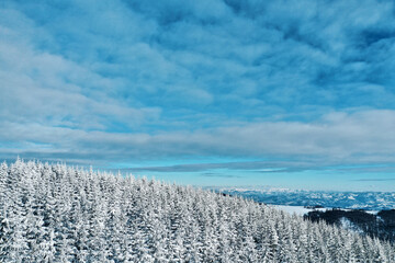 A forest with fir trees at winter. There is a snow all around. Sky and forest at winter.