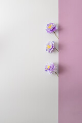 Three magenta blooms getting out from violet to white background.