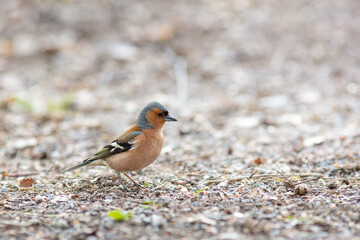 Small bird orange chaffinch