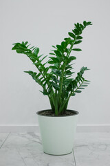 Zamioculcas zamiifolia in a white pot in a beautiful interior of an apartment against the background of a white wall. 