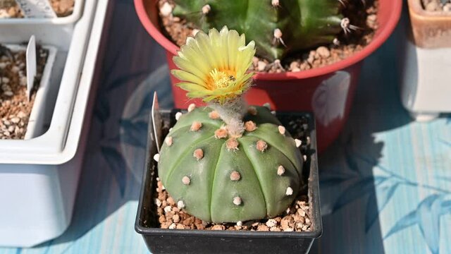 Footage video of a honey bee collecting pollen from large funnel-shaped yellow flower of Astrophytum asterias cactus blooming.