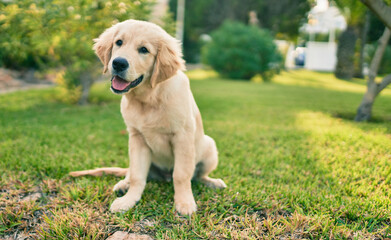 Beautiful and cute golden retriever puppy dog having fun at the park sitting on the green grass. Lovely labrador purebred doggy