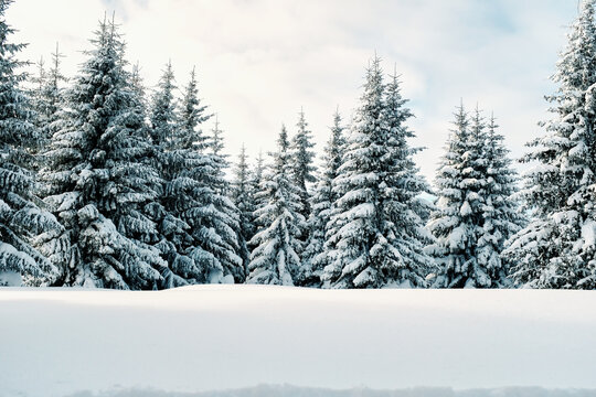 The pine trees and forest at winter time.