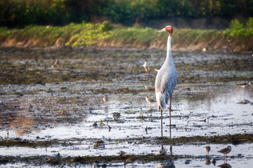The Sarus Crane is a large nonmigratory crane found in parts of the Indian subcontinent, Southeast Asia, and Australia.