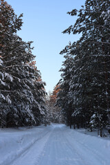 The road among the snowy winter pine forest.