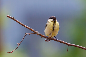 Fototapeta premium Great tit small yellow bird on a branch tree