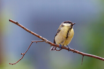 Great tit small yellow bird on a branch tree