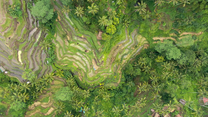 Rice Terraces, Bali Indonesia