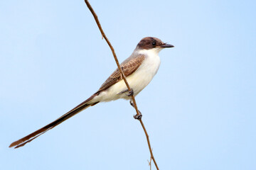 Fork-tailed Flycatcher (Tyrannus savana) perched on a scribble