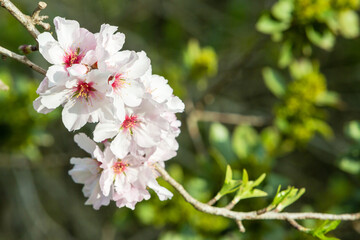 Almond Flowers