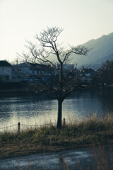 tree on the lake
