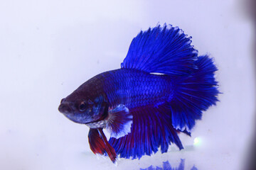 BLUE BETTA FISH ROSETAIL. CUPANG FISH WITH A LIGHT BLUE COLOR ABOVE AND RED GRADATION IN THE BODY OF THE BOTTOM LINE IN THE AQUARIUM WITH SEPARATE WHITE BACKGROUND