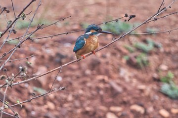 Kingfisher Bird at its best view, Karnataka, India
