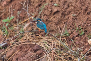 Kingfisher Bird at its best view, Karnataka, India
