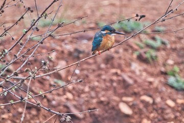 Kingfisher Bird at its best view, Karnataka, India
