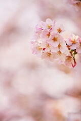 満開の桜に溶けこむサクラ