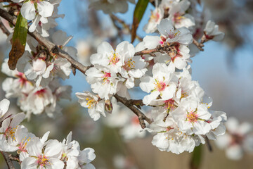 Almond Flowers