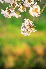 河川敷の桜並木に咲いたさくら