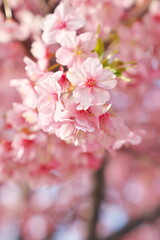 見ごろを迎えた春の河津桜