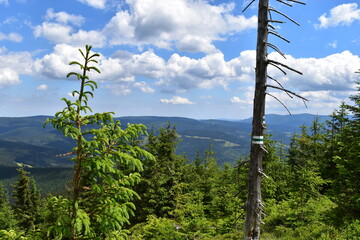 pine tree in the mountains