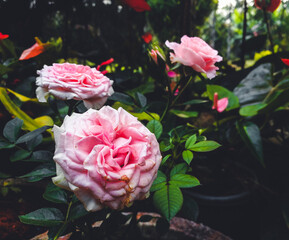 pink roses in garden
