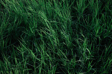 green grass background