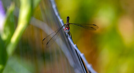 The large bulging eyes and long iridescent wings makes the dragonfly a unique curious species that is a delight to observe. Bokeh effect.