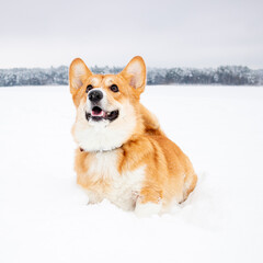 Happy dog welsh corgi pembroke on snow in winter landscape. Playful corgi dog in snowy winter nature. Fun puppy in winter season