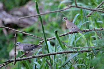 Eared dove couple in the forest