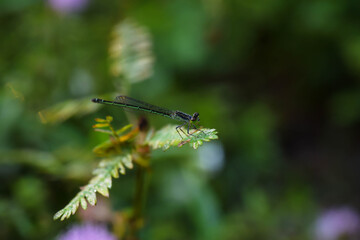 blue dragonfly on a green leaf
