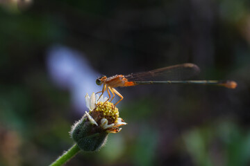 close up of a dragonfly