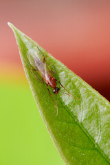 Red flying ant 01