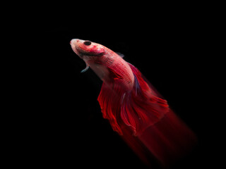 siamese fighting fish