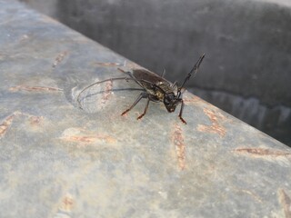spider on a wall