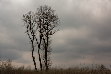 Obraz na płótnie Canvas Pattern of dried tree braches texture against white empty sky. Silhouette of brach of tree.