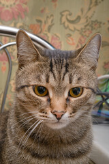 Large gray tabby cat close-up. Pet looks down with green eyes