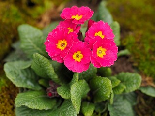 Gartenarbeit - blühende Primeln im Frühling	