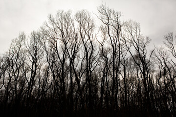 Pattern of dried tree braches texture against white empty sky. Silhouette of brach of tree.