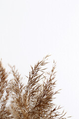 Obraz premium bundle of reed on white background