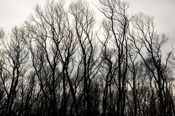 Pattern of dried tree braches texture against white empty sky. Silhouette of brach of tree.
