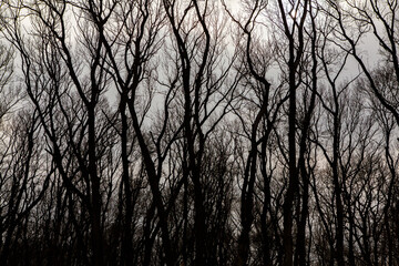 Pattern of dried tree braches texture against white empty sky. Silhouette of brach of tree.