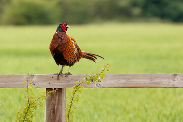 Pheasant male bird sat on a wooden fence in Norfolk