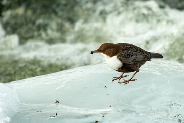 White-throated Dipper on ice