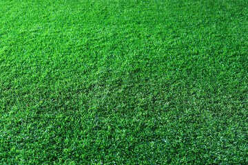 Green grass background, soft-focus image.