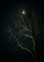 Night tree 