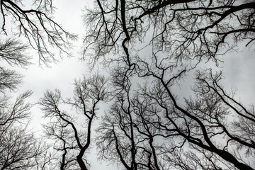 Fototapeta na wymiar Pattern of dried tree braches texture against white empty sky. Silhouette of brach of tree.