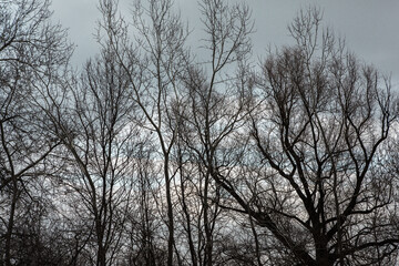 Fototapeta na wymiar Pattern of dried tree braches texture against white empty sky. Silhouette of brach of tree.