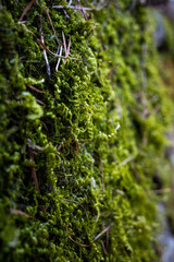 Rock moss 