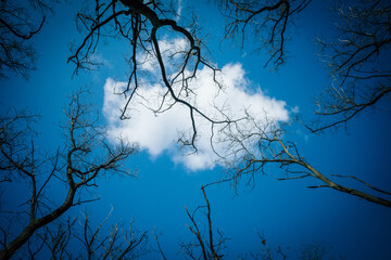 The appearance of sunny clouds and trees 